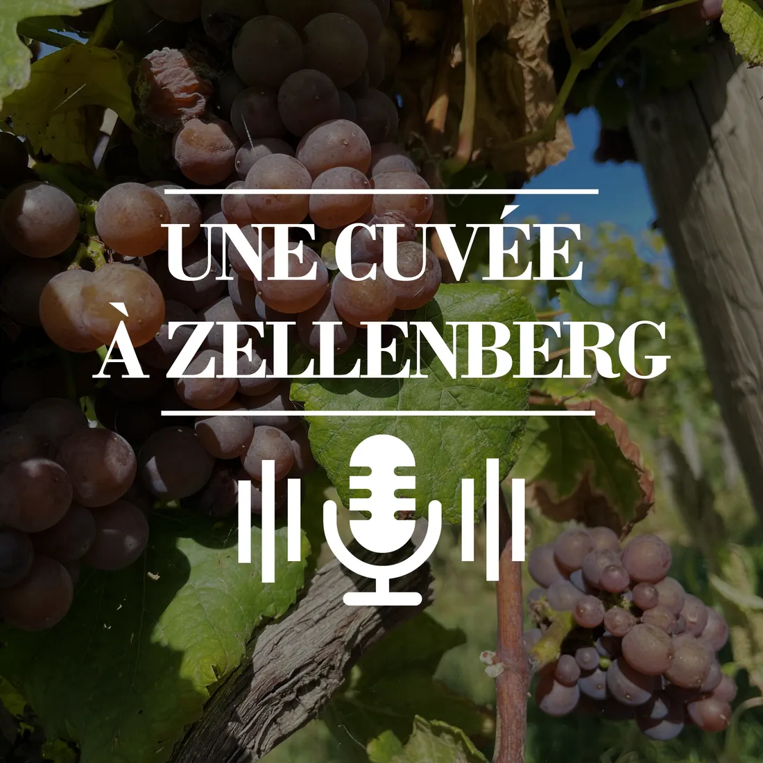Une cuvée à Zellenberg - EP2 - Le printemps